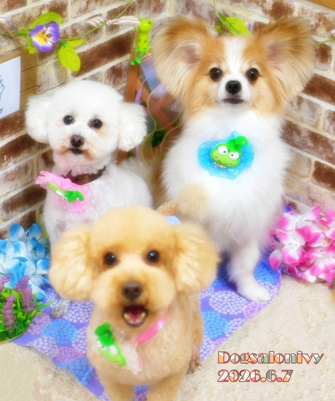 今日のわんちゃん | ブログ | 神奈川県座間のトリミングサロンならDog