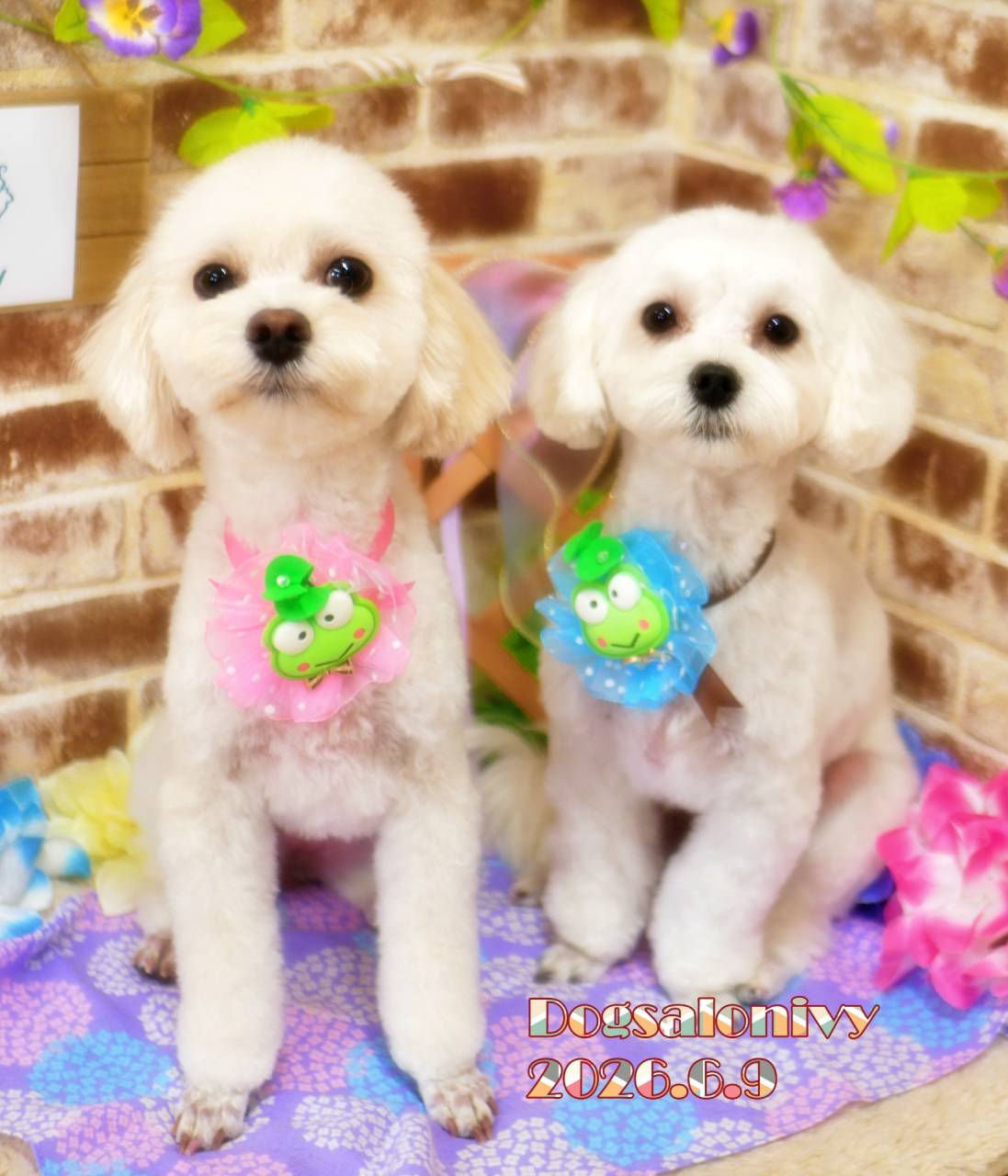 今日のわんちゃん | ブログ | 神奈川県座間のトリミングサロンならDog