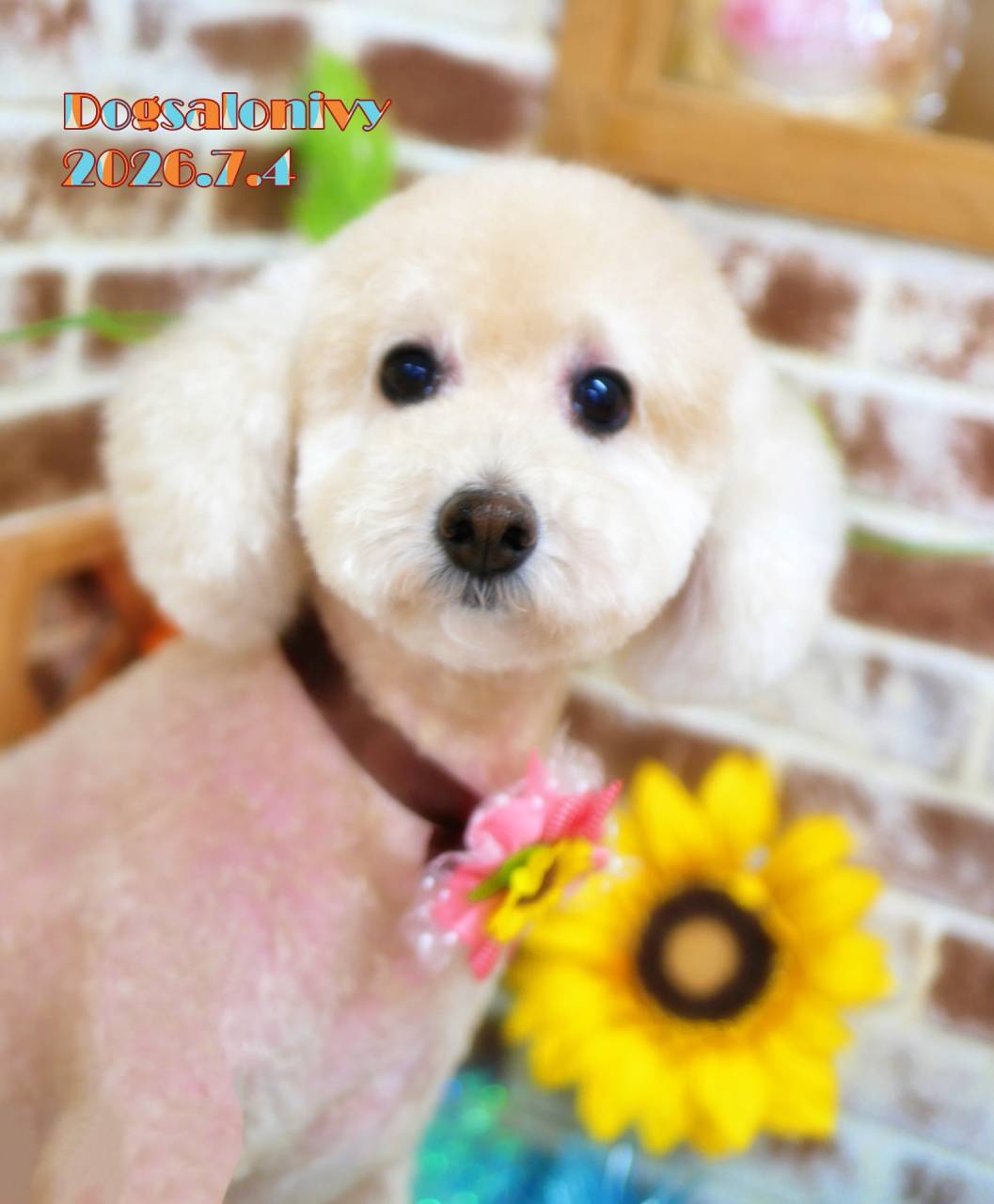 クリームさくらんぼワンワン アーティストベア 海外作家様 ハンドメイド 犬 今日のわんちゃん | ブログ | 神奈川県座間のトリミングサロンならDog