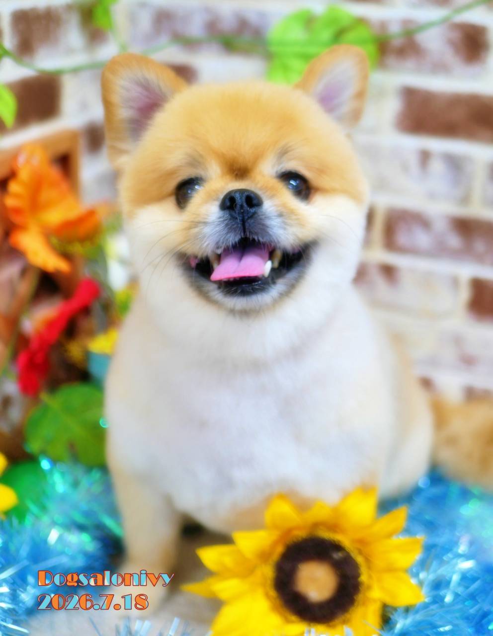 今日のわんちゃん | ブログ | 神奈川県座間のトリミングサロンならDog