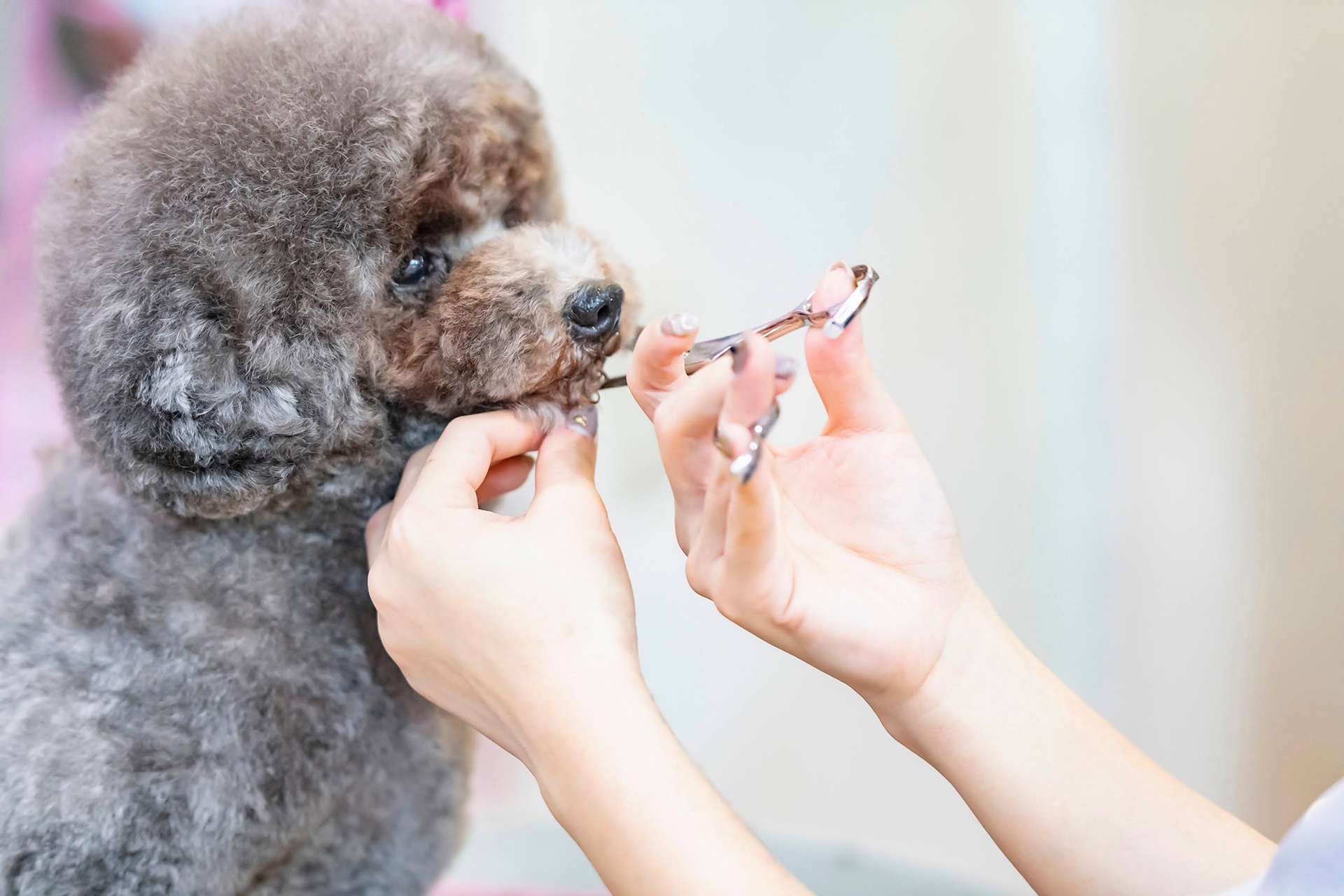 Dog salon IVYの外観