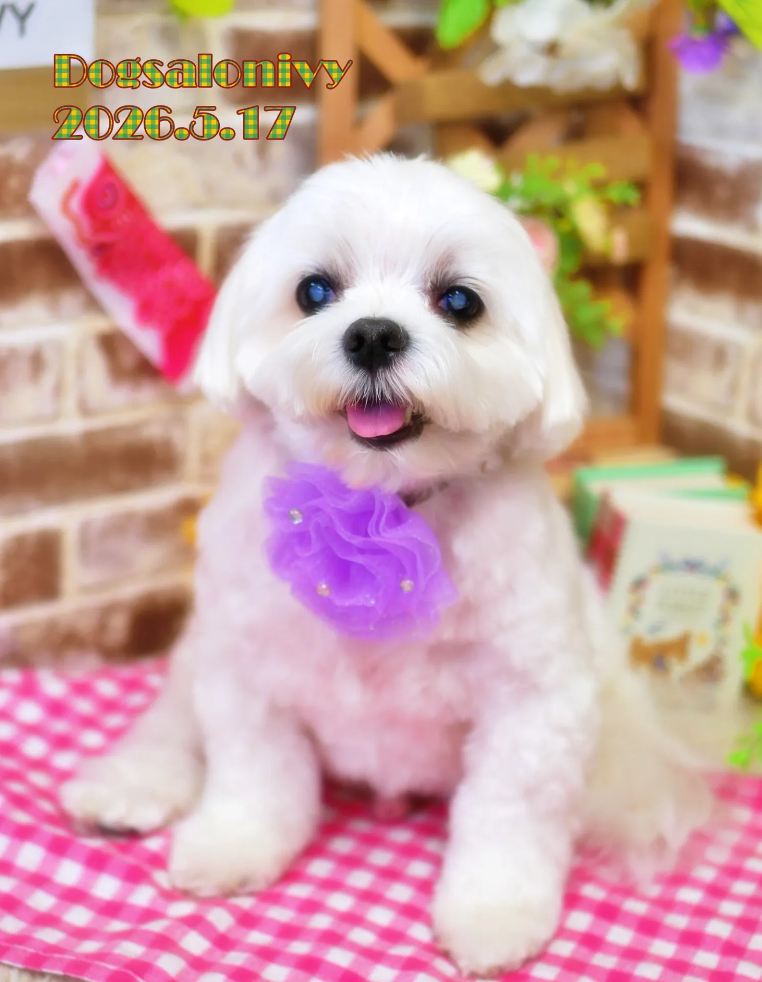 今日のわんちゃん