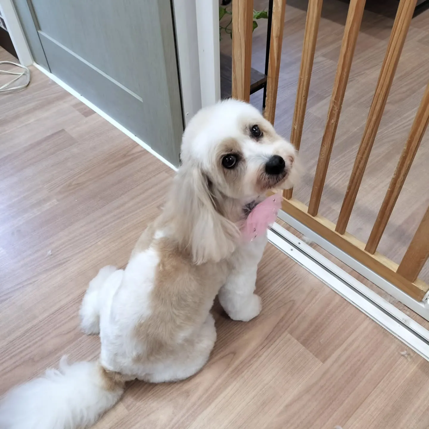 お迎え待ちのレンちゃん💞