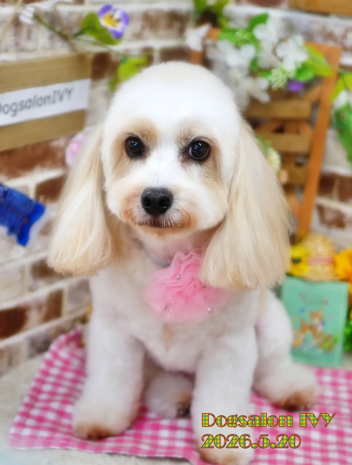 今日のわんちゃん