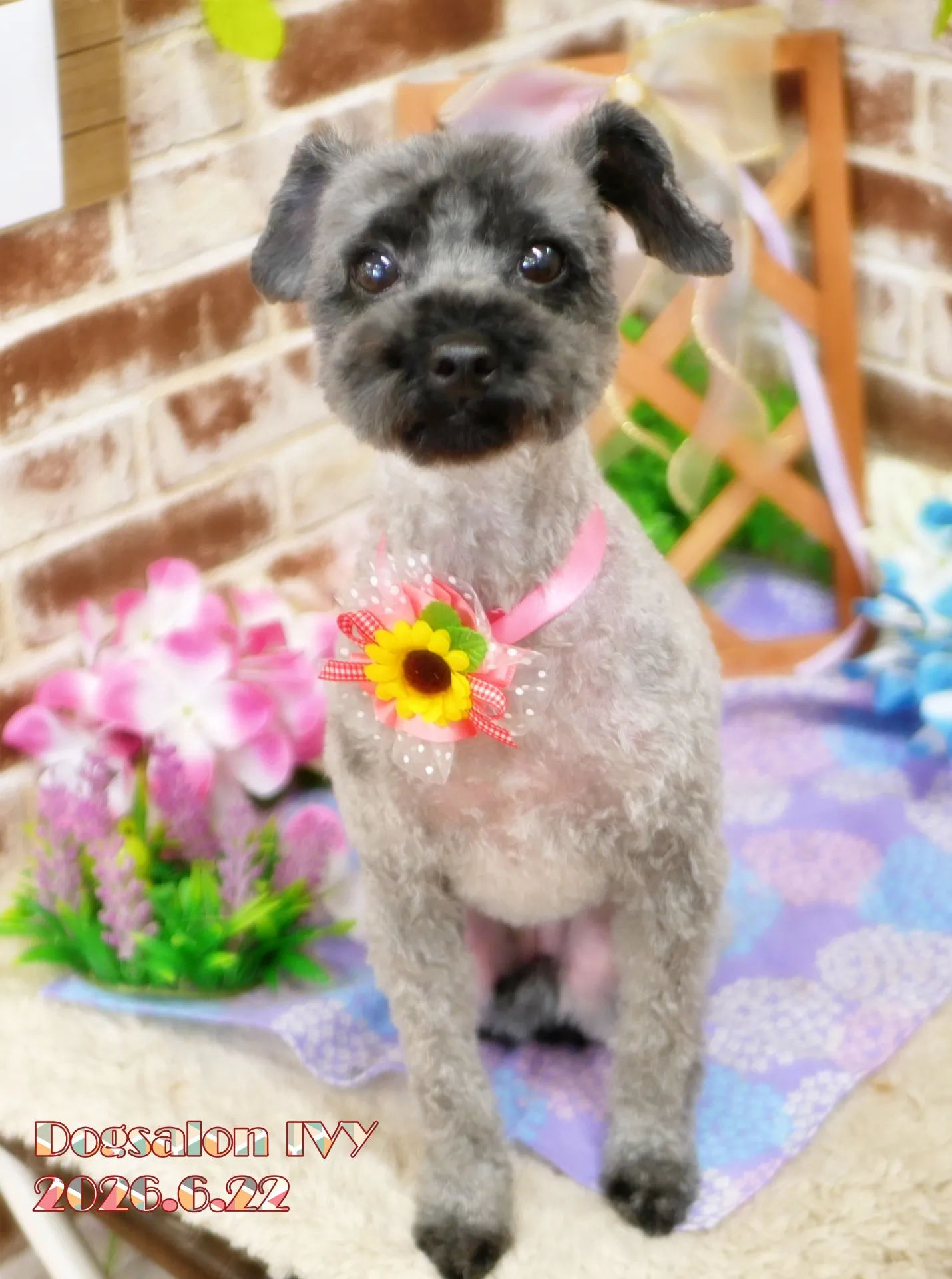 今日のわんちゃん