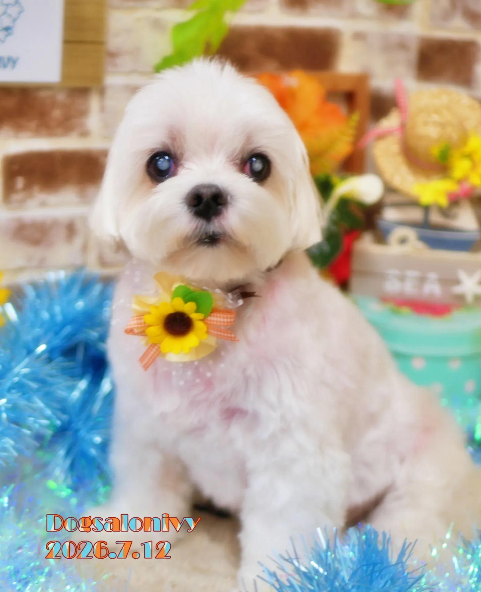 今日のわんちゃん