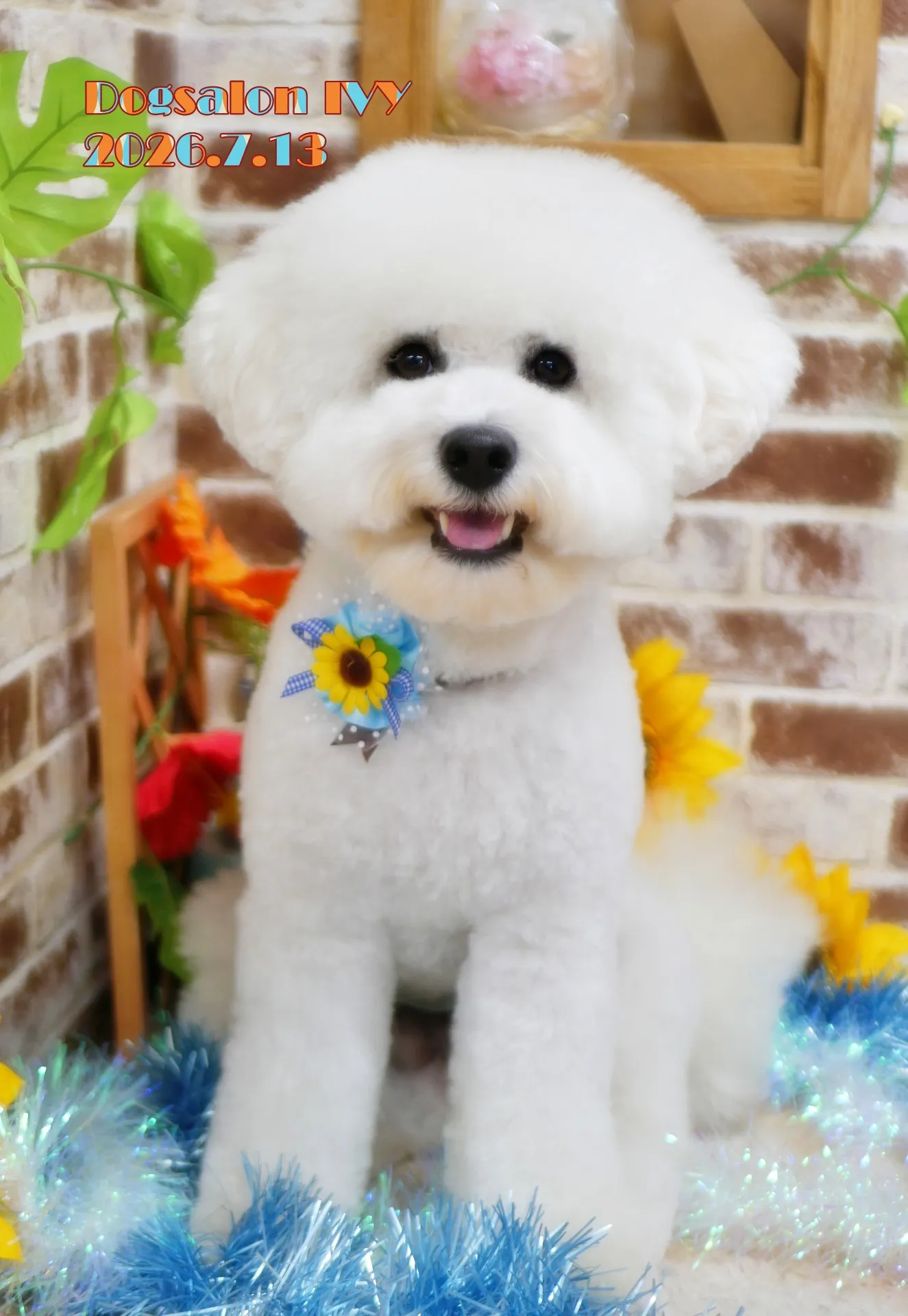 今日のわんちゃん