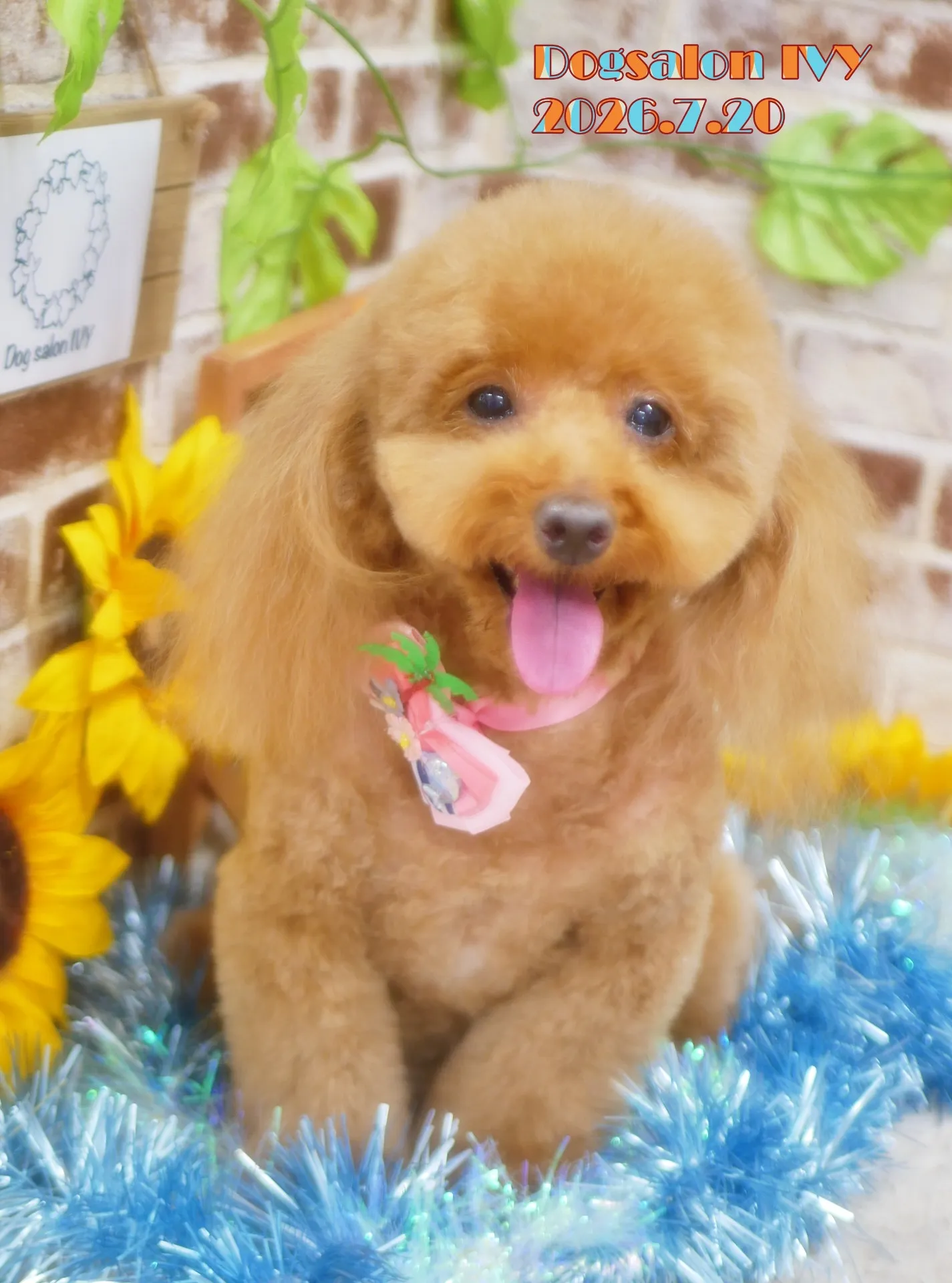 今日のわんちゃん