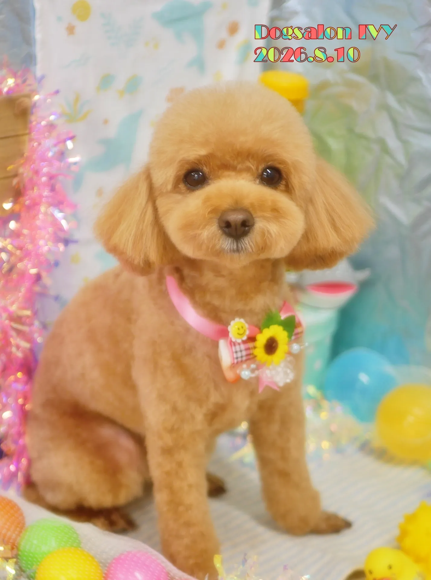 今日のわんちゃん