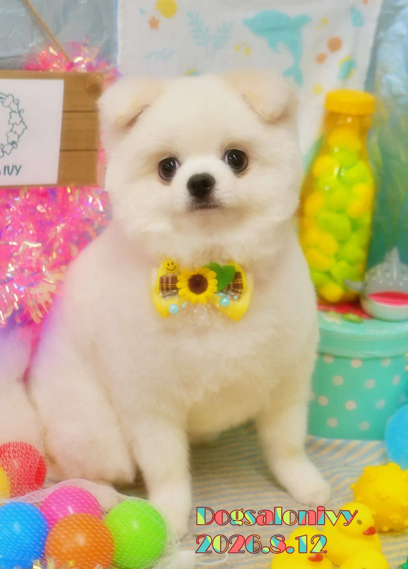 今日のわんちゃん