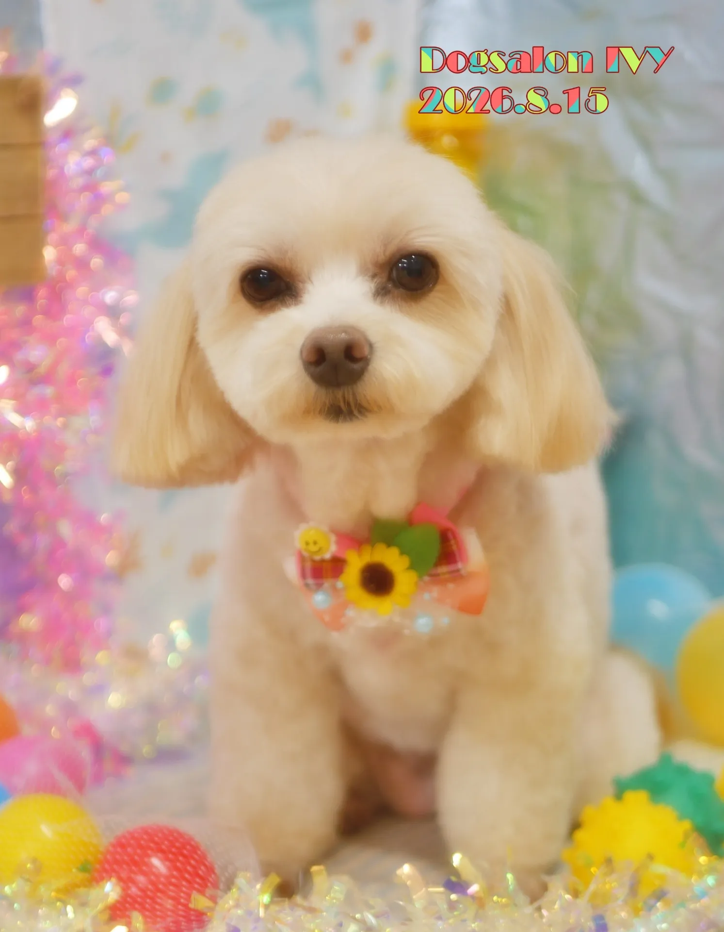 今日のわんちゃん