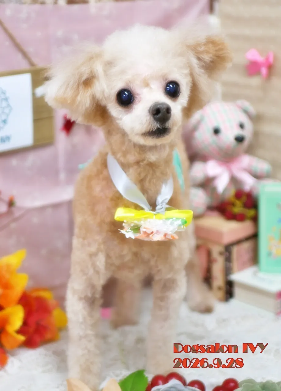今日のわんちゃん