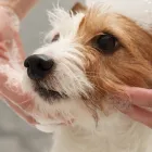 シャンプー