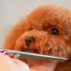 カット